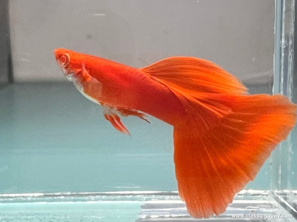 Vibrant full red adult guppy, an example of the healthy colour and growth that comes from a strong fry-feeding routine