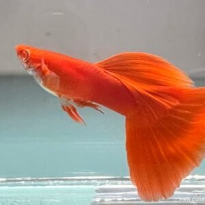 Vibrant full red adult guppy, an example of the healthy colour and growth that comes from a strong fry-feeding routine