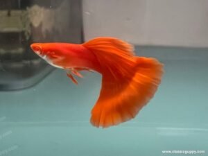 Guppy with a full caudal fin, groomed and show-ready