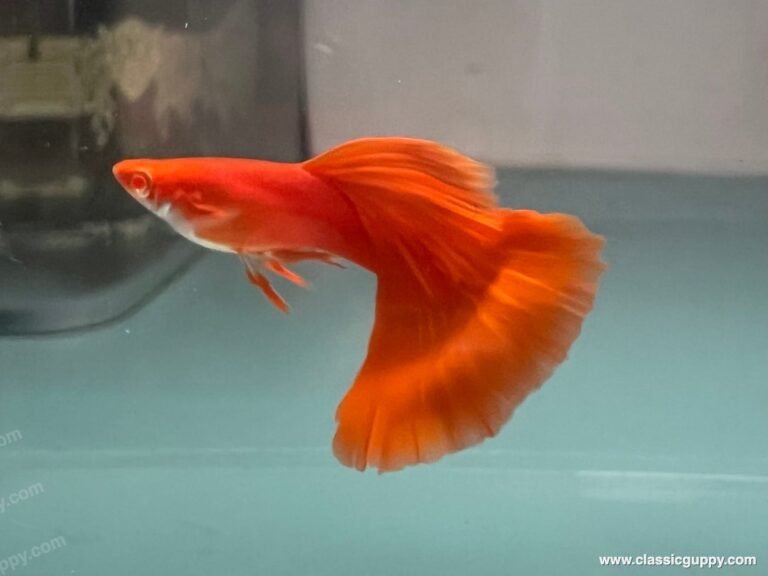 Guppy with a full caudal fin, groomed and show-ready