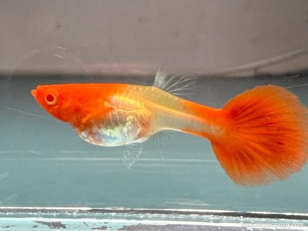 Albino Koi Red Ear guppy female bred by Classic Guppy in Pune
