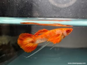 Albino Koi Red Ear Ribbon Guppy swimming in aquarium