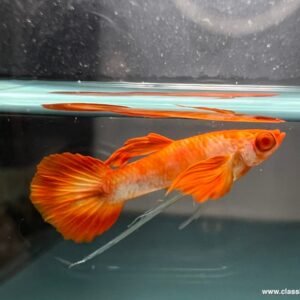 Albino Koi Red Ear Ribbon Guppy swimming in aquarium