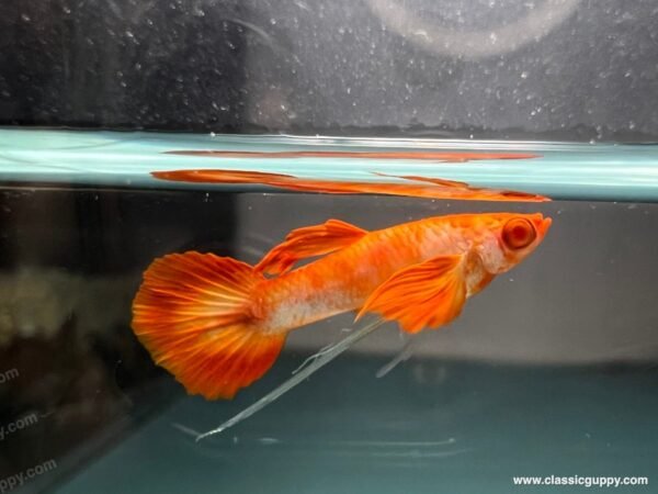 Albino Koi Red Ear Ribbon Guppy swimming in aquarium
