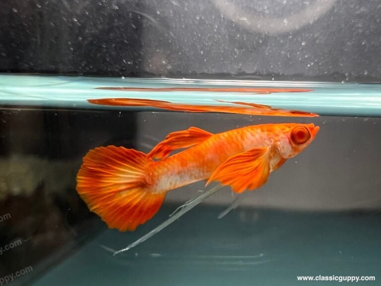Albino Koi Red Ear Ribbon Guppy swimming in aquarium
