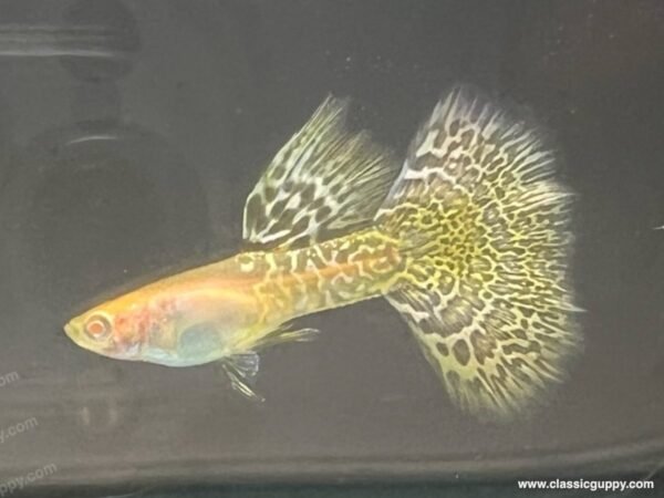 Albino Metal Yellow Lace guppy male bred by Classic Guppy in Pune