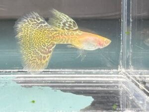 Albino Metal Yellow Lace Guppy swimming in aquarium