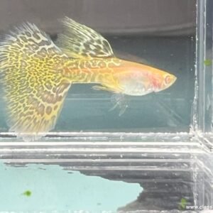 Albino Metal Yellow Lace Guppy swimming in aquarium