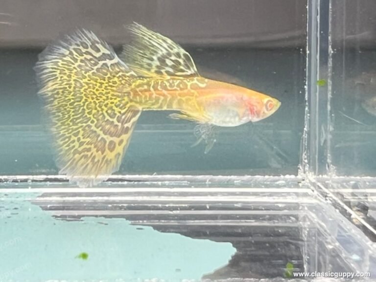 Albino Metal Yellow Lace Guppy swimming in aquarium
