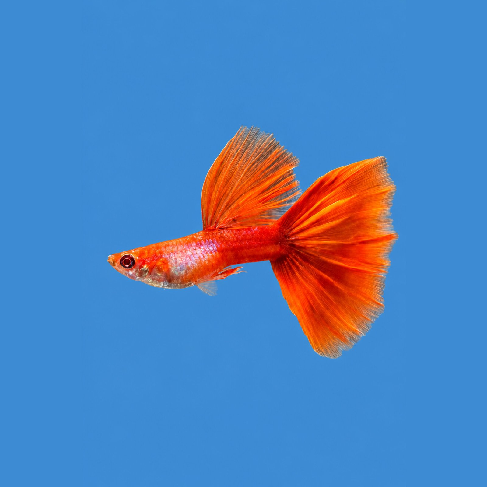 Albino Sliverado Red Tail Guppy close-up on blue background