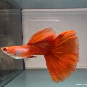 Albino Sliverado Red Tail Guppy male in a grooming tank