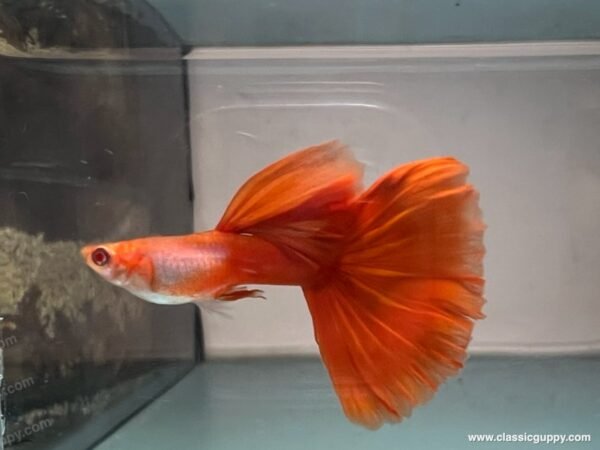 Albino Sliverado Red Tail Guppy male in a grooming tank