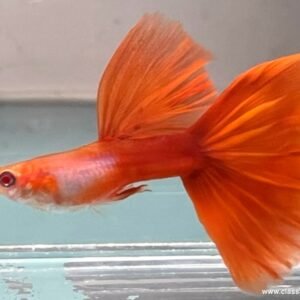 Albino Sliverado Red Tail Guppy swimming in aquarium