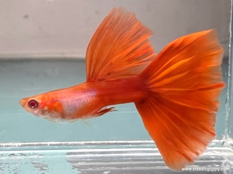 Albino Sliverado Red Tail Guppy swimming in aquarium