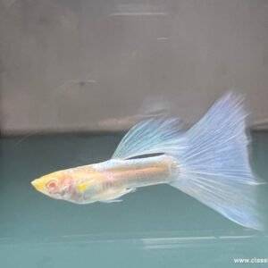 Albino topaz blue guppy swimming in a stable, well-maintained tank