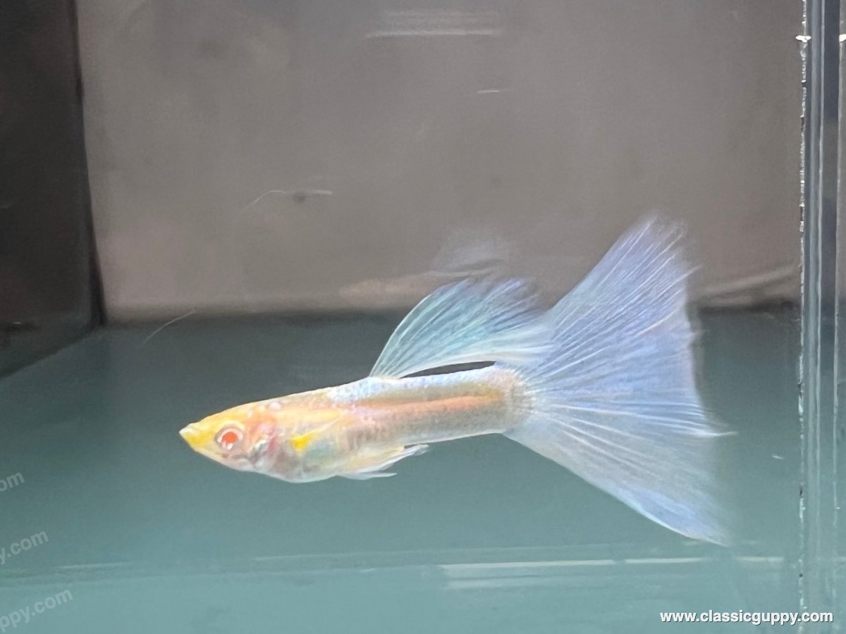 Topaz Blue guppy male bred in Pune