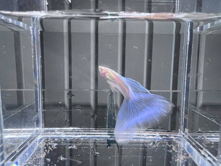 Topaz Blue Guppy male