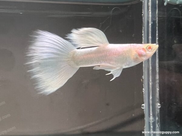 Albino White guppy male bred by Classic Guppy in Pune