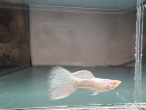 Albino White Guppy swimming in aquarium