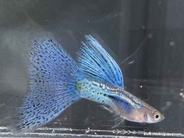 Blue Grass guppy male bred by Classic Guppy in Pune