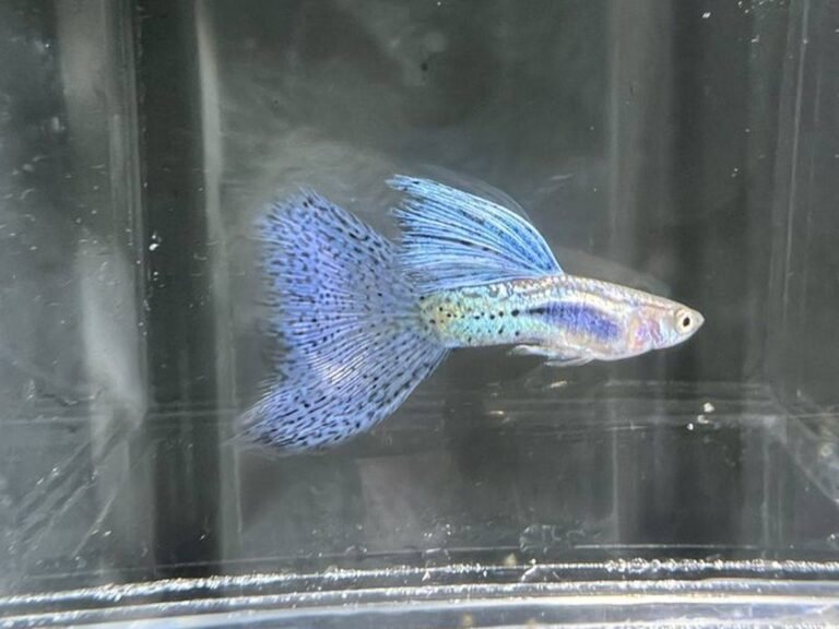 Blue Grass Guppy - male