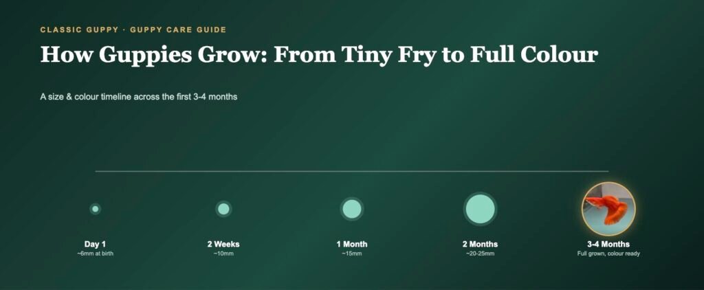 Illustrated timeline showing a guppy's size and colour progression from newborn fry to a fully grown, fully coloured adult over 3 to 4 months