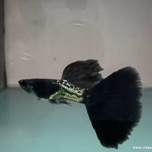 Healthy metal black guppy, an example of good genetics that supports a longer lifespan