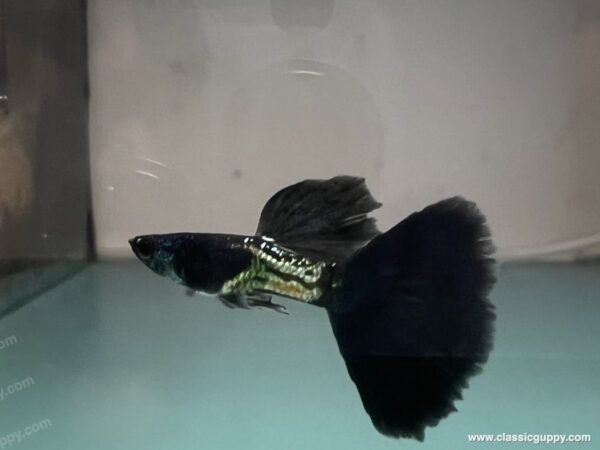 Healthy metal black guppy, an example of good genetics that supports a longer lifespan