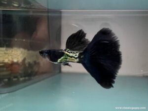Metal Black Guppy swimming in aquarium