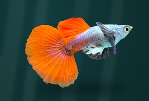 Platinum Red Dumbo Ear Halfmoon