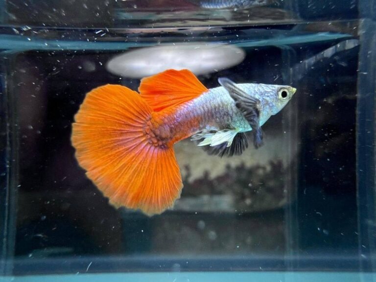 Platinum Red Dumbo Ear Halfmoon - male