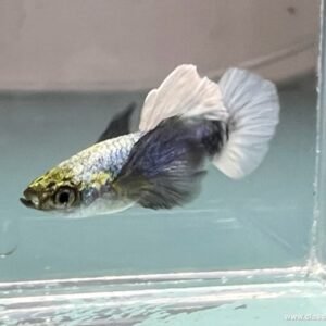 Healthy platinum white dumbo ear male guppy, a good example of strong body shape and fin quality for breeding