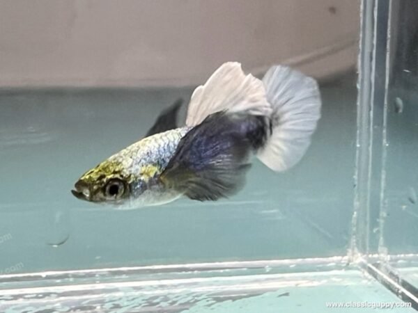 Healthy platinum white dumbo ear male guppy, a good example of strong body shape and fin quality for breeding