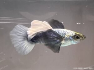 Platinum White Dumbo Ear Guppy swimming in aquarium