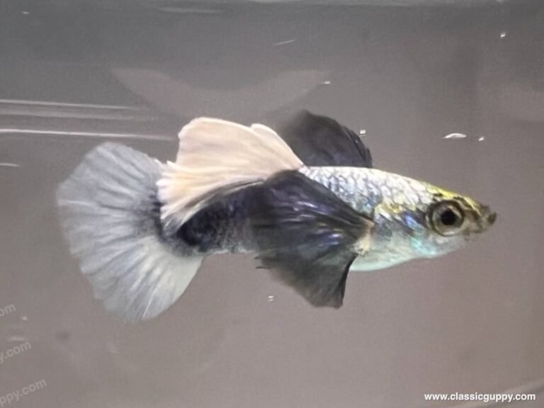 Platinum White Dumbo Ear Guppy swimming in aquarium