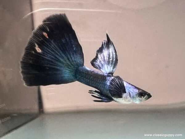 Sliverado HB Blue Dumbo Ear guppy male bred by Classic Guppy in Pune