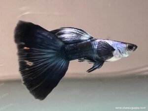 Sliverado HB Blue Dumbo Ear Guppy swimming in aquarium