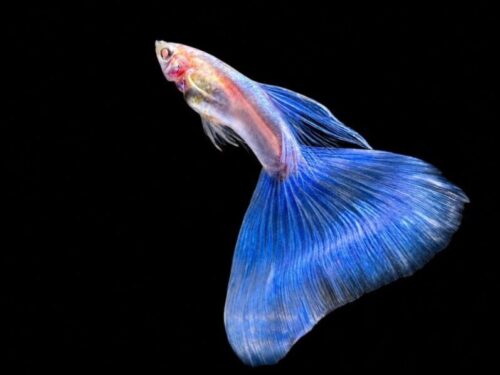 Colorful Topaz Blue Guppy swimming, representing healthy guppy care