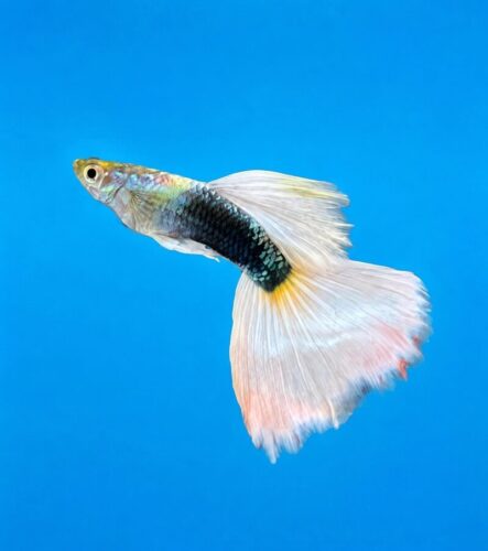 Tuxedo White Guppy