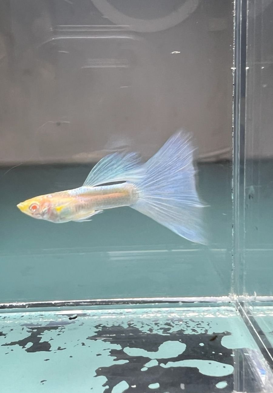 Tuxedo white guppy with a broad halfmoon tail