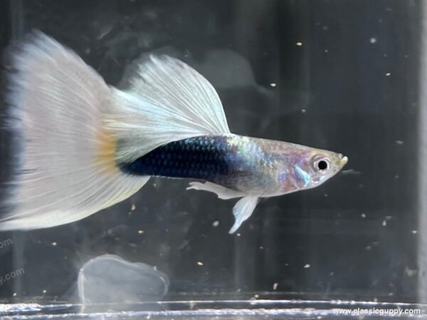 Tuxedo White guppy male bred by Classic Guppy in Pune