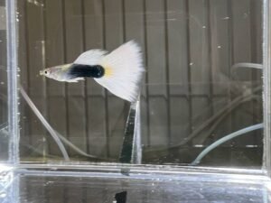 Tuxedo White Guppy - male
