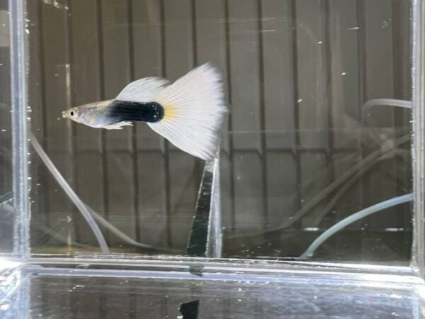Tuxedo White Guppy - male