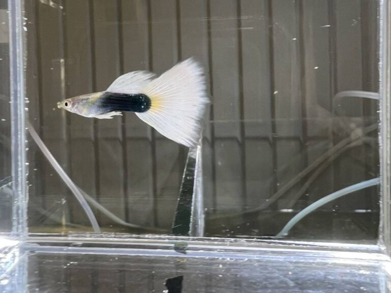 Tuxedo White Guppy - male