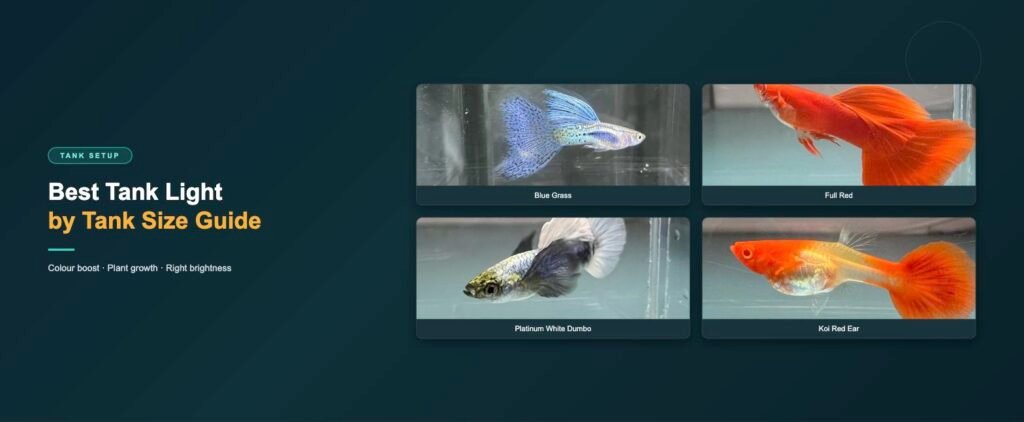 Guppy strains featured in this tank light guide: blue grass, full red, platinum white dumbo ear and koi red ear
