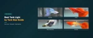 Guppy strains featured in this tank light guide: blue grass, full red, platinum white dumbo ear and koi red ear
