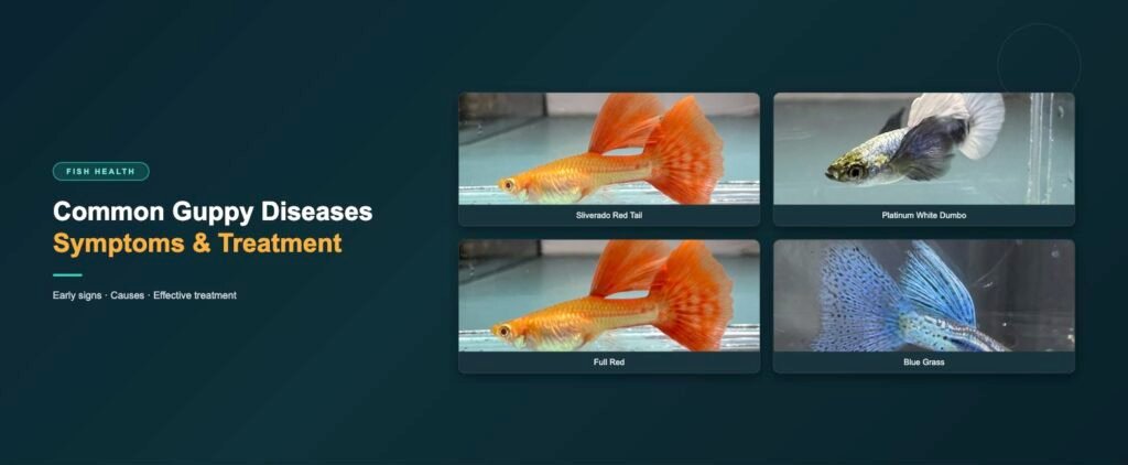 Guppy strains referenced in this disease guide: sliverado red tail, platinum white dumbo ear, full red and blue grass