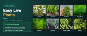 Easy live plants banner for guppy tanks showing Anubias, Java Fern, Java Moss, Guppy Grass, Hornwort, Anacharis, Amazon Frogbit and Pothos, marked great for guppies because dense leaves hide fry and absorb nitrate