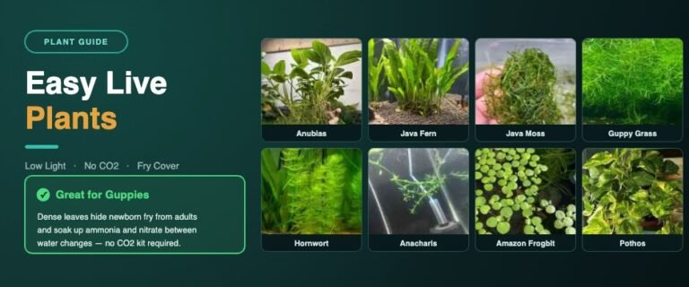 Easy live plants banner for guppy tanks showing Anubias, Java Fern, Java Moss, Guppy Grass, Hornwort, Anacharis, Amazon Frogbit and Pothos, marked great for guppies because dense leaves hide fry and absorb nitrate