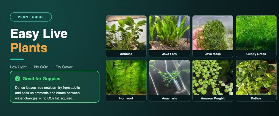 Easy live plants banner for guppy tanks showing Anubias, Java Fern, Java Moss, Guppy Grass, Hornwort, Anacharis, Amazon Frogbit and Pothos, marked great for guppies because dense leaves hide fry and absorb nitrate